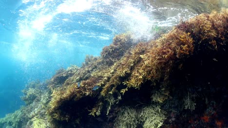 Underwater-ocean-currents-in-slow-motion-moving-kelp