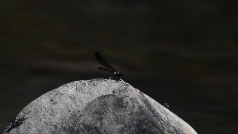 A-rock-in-the-middle-of-the-river-and-this-individual-flies-away-to-return,-flies-are-resting-on-the-rock-too