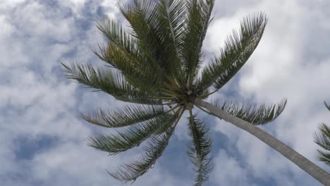 Looking-Up-On-Tropical-Coconut-Palm-Tree-On-A-Windy-Day