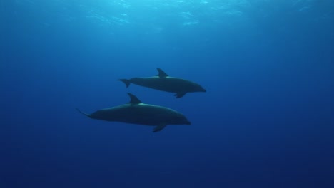 Bottlenose-dolphins,-tursiops-truncatus-approach-from-the-blue-in-clear-blue-water-of-the-south-pacific-ocean-before-swimming-to-the-surface