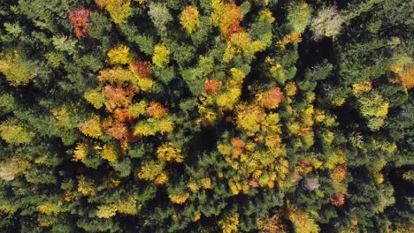 Aerial-top-down-view-of-autumn-foliage-forest-during-fall-season