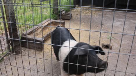 Handheld-shot-of-Black-and-White-Hampshire-Pig-in-pen