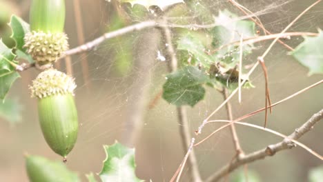 Close-up-on-oak-tree,-focusing-on-acorns-and-spider-web-120fps