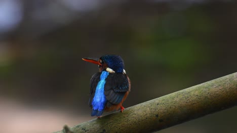 Seen-from-its-back-perched-on-a-big-diagonal-bamboo-at-a-stream-as-it-looks-around-frantically,-Blue-eared-Kingfisher,-Alcedo-meninting,-Kaeng-Krachan-National-Park,-Thailand
