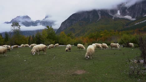 Schafe-Grasen-Auf-Grüner-Wiese-Mit-Herbstlandschaft-Und-Alpinem-Berghintergrund