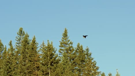 120-FPS-slow-motion-shot-of-an-isolated-large-wild-hawk-flying-around-large-green-pine-trees-hunting-for-food-on-a-summer-morning-in-the-forest-up-Beaver-Canyon-in-Utah-with-a-clear-blue-sky