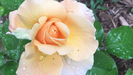 Nahaufnahme-Einer-Brandyfarbenen-Rosenblüte-In-Einem-Wunderschönen-Garten