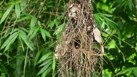 A-nest-with-a-bird-inside-tending-its-nestling-as-it-swings-around-with-some-gentle-wind