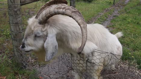 White-long-horned-billy-goat-eating,-handheld-close-up-shot