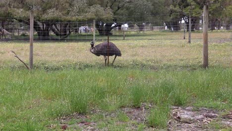 Australian-Emu-walking-across-a-field,-rural-farm-scene