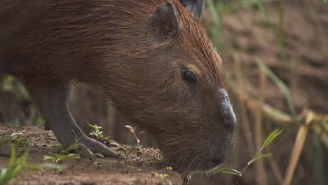 Super-Nahaufnahme-Eines-Capybara-Kopfes,-Der-Gras-In-Zeitlupe-Von-Der-Seite-Frisst