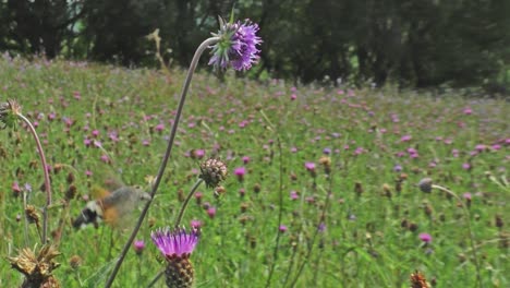 Kolibri-Hawk-Moth-Ernähren-Sich-Von-Flockenblume-In-Der-Wildblumenwiese-Im-Augill-Weide-Naturschutzgebiet-Cumbria-Uk