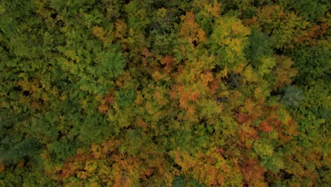 Herbstlaubbeschaffenheit-Mit-Bunten-Blättern-Auf-Wilden-Waldbäumen,-Schöne-Naturkunstwerke