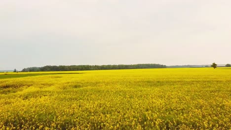 Campo-De-Colza-Amarilla-En-Lituania