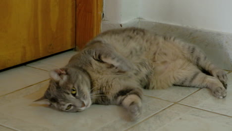 Young-cute-grey-cat-playing-upside-down-on-the-floor