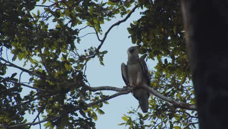 Harpy-eagle-Juvenile-perched-high-up-in-a-tree-with-blue-sky-in-the-background