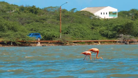Two-pink-flamingoes-standing-in-a-shallow-salt-pan-in-Curacao-as-a-car-drives-behind-in-the-distance