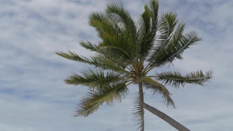 Coconut-Palm-Tree-At-The-Beach-With-Clouds-In-Blue-Sky-In-Background