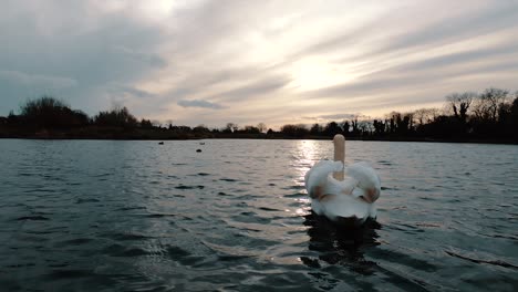 Low-angle-wide-shot-as-a-white-swan-take-off-from-the-water,-beating-wings-while-flying-away-in-the-sunset