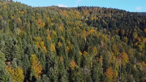Aerial-view-of-autumn-foliage-forest-during-fall-season