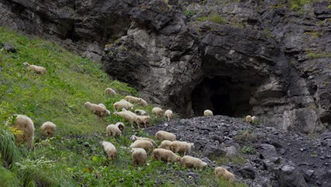 Herd-of-sheep-grazing-on-a-green-meadow-near-a-cave-in-Alpine-landscape