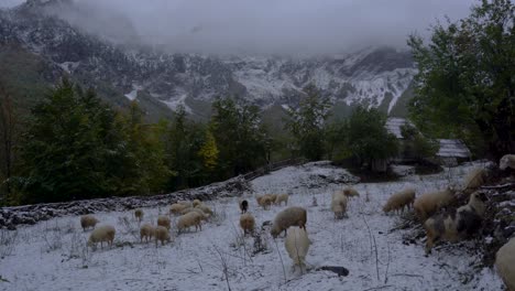 Winter-landscape-with-herd-of-sheep-searching-dry-grass-on-a-meadow-covered-in-snow-near-stall