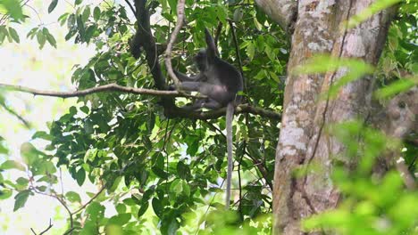 Seen-on-a-branch-holding-tight-as-it-looks-around-from-a-higher-vantage-point-in-the-forest-during-a-windy-day,-Spectacled-Leaf-Monkey,-Trachypithecus-obscurus,-Kaeng-Krachan-National-Park,-Thailand