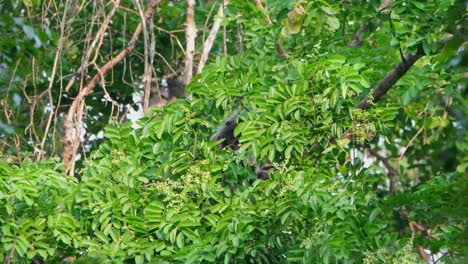 Seen-feeding-on-young-leaves-and-some-green-fruits-of-a-fruiting-tree,-Phayre's-Langur,-Trachypithecus-phayrei,-Thailand