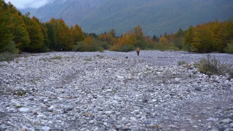 Lonely-old-man-walking-on-dry-riverbed-across-colorful-trees-of-valley-forest-at-Autumn-in-Albanian-Alps