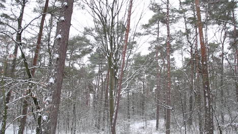 Snow-covered-forest---tilt-down