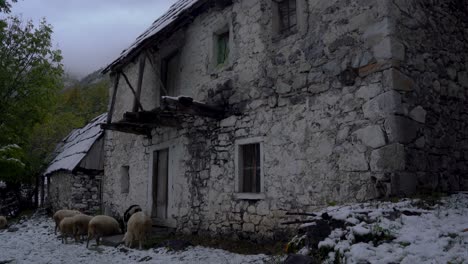 Sheep-graze-dry-grass-near-old-stone-house-in-Alpine-village-of-Albania