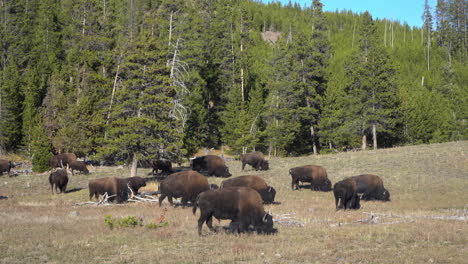 Yellowstone-Park-Bison-Herd-Grazing-in-Pasture-on-Sunny-Day