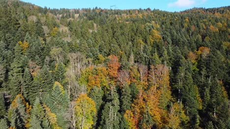 Aerial-view-of-autumn-foliage-forest-during-fall-season-with-evergreen