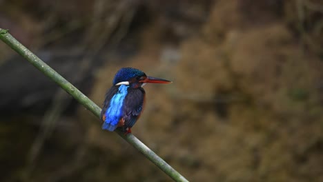 Perched-on-a-small-diagonal-bamboo-breathing-and-moving-its-head-while-looking,-Blue-eared-Kingfisher,-Alcedo-meninting,-Kaeng-Krachan-National-Park,-Thailand