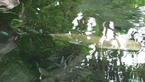silver-arowana--in-pond