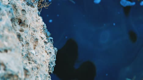 Schwarze-Krabbe,-Die-Auf-Ozeanfelsen-In-Curaçao,-Karibik,-Zeitlupenverfolgung-Kriecht