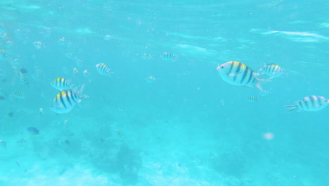 Taucher-Schwimmen-Zwischen-Tropischen-Fischschwärmen-Im-Flachen-Korallenmeer