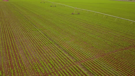 Aerial-drone-shot-flying-over-a-crop-field-with-an-irrigation-setup-in-it