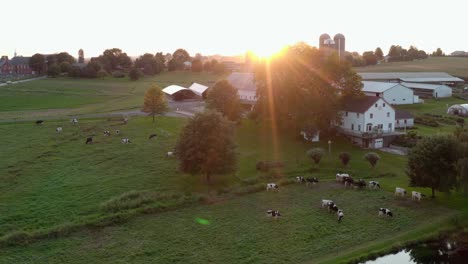 Holstein-cows-graze-in-meadow-pasture-beside-pond