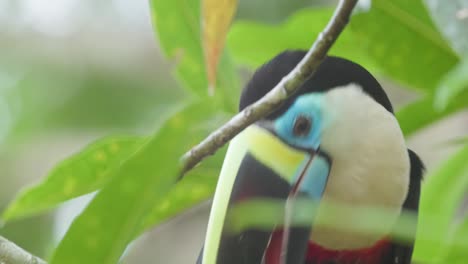 White-Throated-Toucan-Extreme-close-up-holding-a-feather-and-playing-with-it