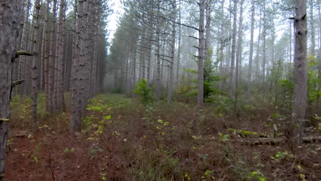 FPV-Drohne-Durch-Bäume-Und-Nebel