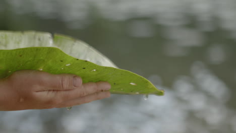 A-child-holds-a-water-lily-leaf-dripping-water