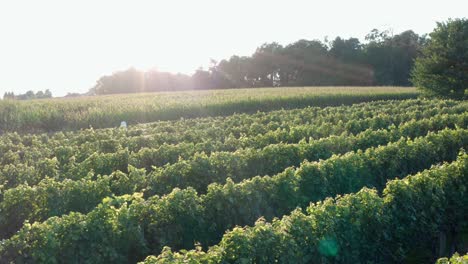 Vineyard,-corn-field,-rural-farm-at-sunset,-sunrise