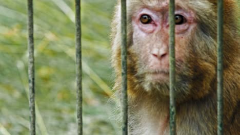 Sad-Rhesus-Macaque-Behind-Cage-In-The-Zoo