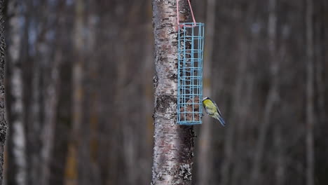 Eurasian-blue-tit-bird-eating-from-feeder-in-forestry-area,-static-slow-motion-view