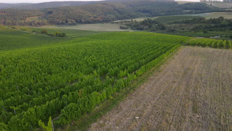 Aerial-falling-view-of-a-vineyard-and-surrounding-hills-with-a-dam-in-the-background