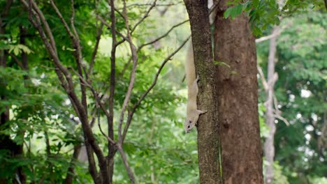 Squirrel-on-the-tree-trunk-in-the-park