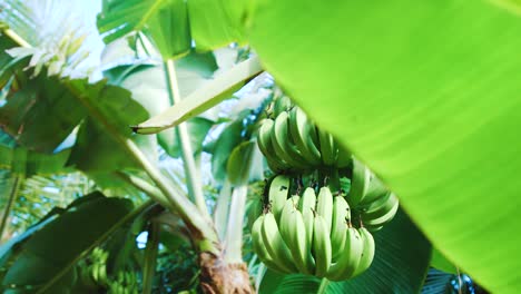 Reveal-of-banana-clusters-hanging-on-tree-from-behind-leaf-in-jungle