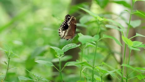 Butterfly-laying-eggs-on-green-leaf