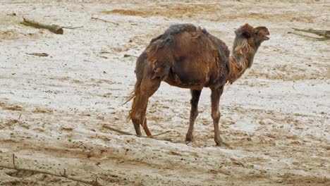 Dromedar---Arabisches-Kamel,-Das-Essen-Kaut,-Während-Es-Im-Zoo-Im-Sand-Steht